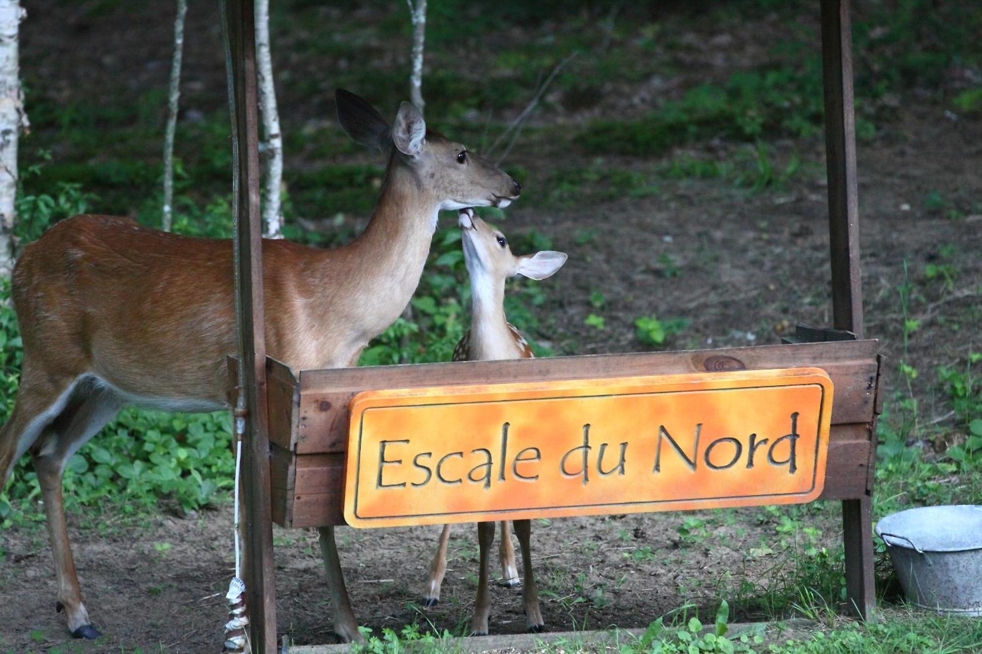 Bed and Breakfast Escale Du Nord Mont-Tremblant Zewnętrze zdjęcie